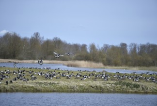 Barnacle geese, white-fronted geese, (Branta leucopsis) on the Katinger Watt, Schleswig-Holstein,