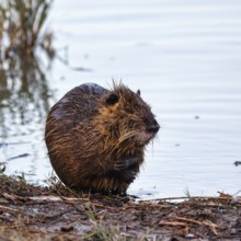 Nutria (Myocastor coypus) at the pond, bank, animal behaviour, Pont de Gau bird park,