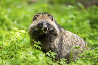 Common raccoon dog (Nyctereutes procyonoides) sitting in the grass, Bavaria, Germany