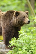 Brown bear (Ursus arctos) standing on a rock, Bavaria, Germany