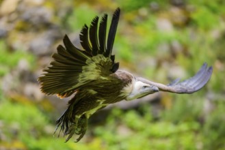 Eurasian griffon vulture (Gyps fulvus) flying, Bavaria, Germany