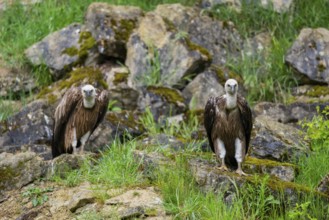 Eurasian griffon vulture (Gyps fulvus) on a rock, Bavaria, Germany