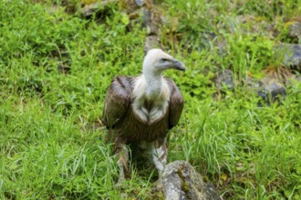 Eurasian griffon vulture (Gyps fulvus) on a meadow, Bavaria, Germany