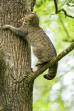 European wildcat (Felis silvestris) on a tree, Bavaria, Germany