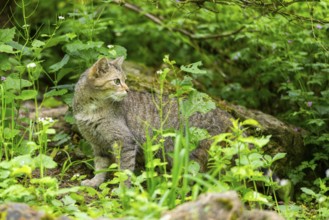 European wildcat (Felis silvestris) on a rock, Bavaria, Germany