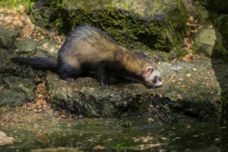 Ferret (Mustela putorius furo) on the edge of a little lake, Bavaria, Germany