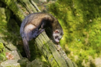 Ferret (Mustela putorius furo) on an old tree trunk, Bavaria, Germany
