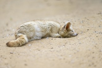 Fennec fox (Vulpes zerda) lying in the sand, captive, Zoo Augsburg, Bavaria, Germany