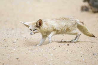 Fennec fox (Vulpes zerda) walking in the sand, captive, Zoo Augsburg, Bavaria, Germany