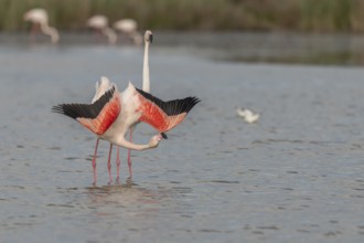 A flamingo opens its wings and highlights its magnificent plumage. The scene captures the essence