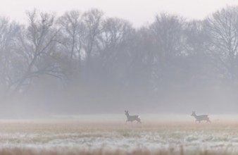 At early dawn, two deer can be seen moving gracefully across a wide open field surrounded by