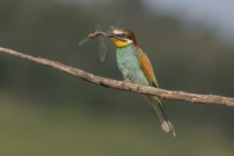 European bee-eater (Merops apiaster) with a flock in its beak on a branch in spring. Jechtingen,
