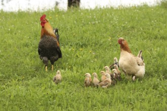 Domestic chicken, rooster and a few days old youngsters looking for food in a meadow, free-range,