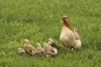 Domestic chicken with a few days old young ones looking for food in a meadow, free-range, organic