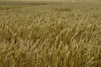 Cornfields, near Elz Castle, Rhineland-Palatinate, Germany