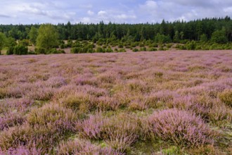 Ellerndorfer Heide, broom heather blossom, Südheide, Lüneburg Heath, near Eimke, Lower Saxony,