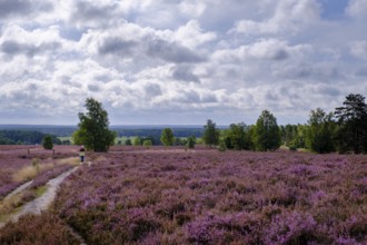 Heath on Wietzer Berg, broom heather blossom, Südheide, Lüneburg Heath, near Faßberg, Lower Saxony,