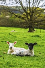 Sheeps, Pooley Bridge, Ullswater Lake, Lake District National Park, Cumbria, England, United