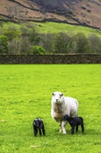 Sheep and farm in Lake District National Park, Coniston Water, Cumbria, England, United Kingdom