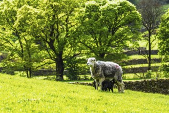 Sheep and farm in Lake District National Park, Coniston Water, Cumbria, England, United Kingdom