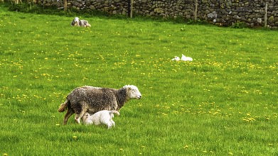 Sheeps, Pooley Bridge, Ullswater Lake, Lake District National Park, Cumbria, England, United