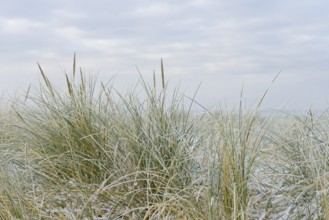 Beach grass (Ammophila arenaria) covered with snow, dune landscape of Norddeich, North Sea, Lower