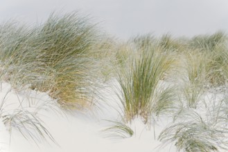 Marram grass (Ammophila arenaria) in the snow-covered dune landscape of Norddeich, North Sea, Lower