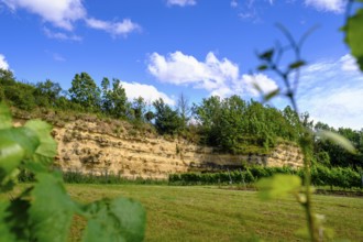Weinheimer Trift natural monument, near Alzey, Rhine-Hesse region, Rhineland-Palatinate, Germany