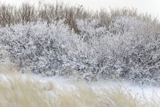 Winter day, onset of winter, snow lies on the bushes in the dune landscape of Norddeich, North Sea,