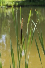 Cattail (Typha) at a pond, aquatic plant and marsh plant, single plant and leaves, North