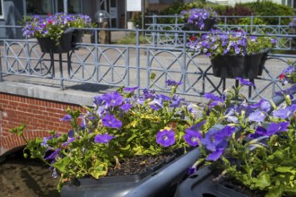 Railing with flower boxes by the river Lippe, petunias (Petunia), Bad Lippspringe, climatic health