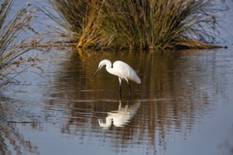 Little Egret (Egretta garzetta) in a pond, looking for food, autumn, Pont de Gau Bird Park,