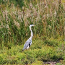 Grey heron (Ardea cinerea), attentive, Pont de Gau bird park, Camargue, France
