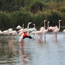 Pink flamingos (Phoenicopterus roseus), standing in the water, wings spread out, Pont de Gau bird