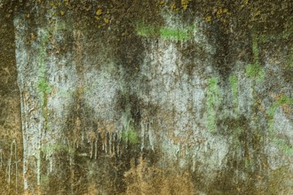 A textured wall displays layers of peeling blue and brown paint, interspersed with patches of green