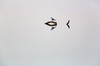 Black-headed gull sits on dead wood in a pond and looks, direction, reflection, calm water surface,