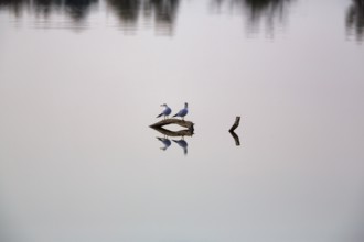 Two black-headed gulls sitting on deadwood in a pond, reflection, calm water surface, cropped, text