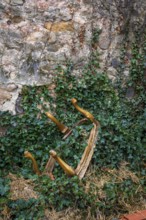 A collection of wooden chair legs lays half-buried in lush green vines, contrasting against a