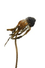 A dried flower displays intricate details of its petals and stem, emphasizing natural textures
