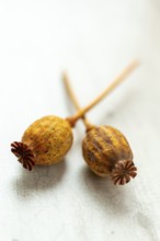 Two dried poppy seed pods are positioned on a light-colored, textured surface. The soft lighting