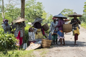Tea estate workers plucking tea leafs using umbrellas at a tea estate during a hot summer day, in
