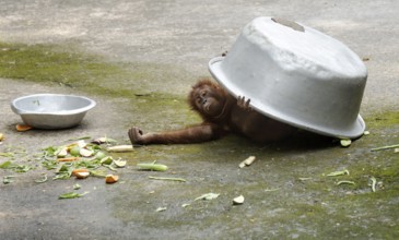 An orangutan uses a large aluminum bowl to shield itself from the sun during a hot summer day
