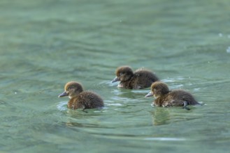 Ducklings in the clear water of the Hintersee near Ramsau in the morning. Water pearls on the