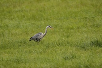 Grey heron (Ardea cinerea), Vulkaneifel, Rhineland-Palatinate, Germany