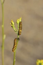 St. Jacob's weed bear or blood bear (Tyria jacobaeae), butterfly caterpillar, moth, family