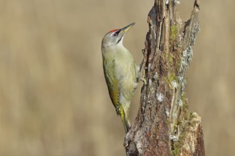 Grey-headed woodpecker (Picus canus), male sitting on a tree stump overgrown with moss and lichen,