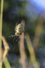 Aculepeira ceropegia, (Araneus ceropegia), macro photograph, spider, arachnid, Wilnsdorf, North