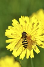 Garden hoverfly (Syrphus ribesii) on Hieracium lachenalii, Picris hieracioides (Picris