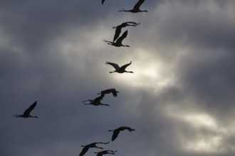 Cranes flying, grey crane (Grus grus), bird migration, silhouettes in the evening sky, Rehdener