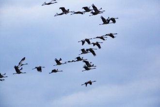 Cranes flying, grey crane (Grus grus), bird migration, evening sky, Rehdener Geestmoor, Diepholzer